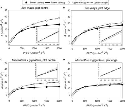 Light, Not Age, Underlies the Maladaptation of Maize and Miscanthus Photosynthesis to Self-Shading